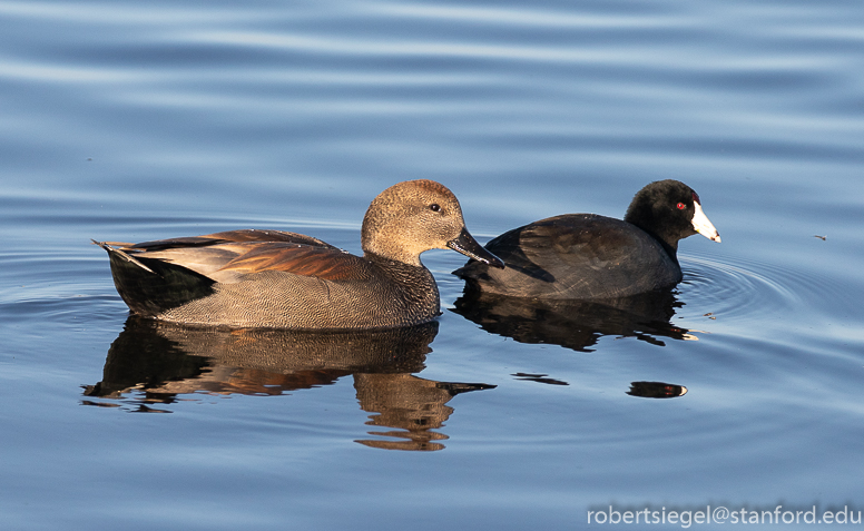 emily renzel wetlands